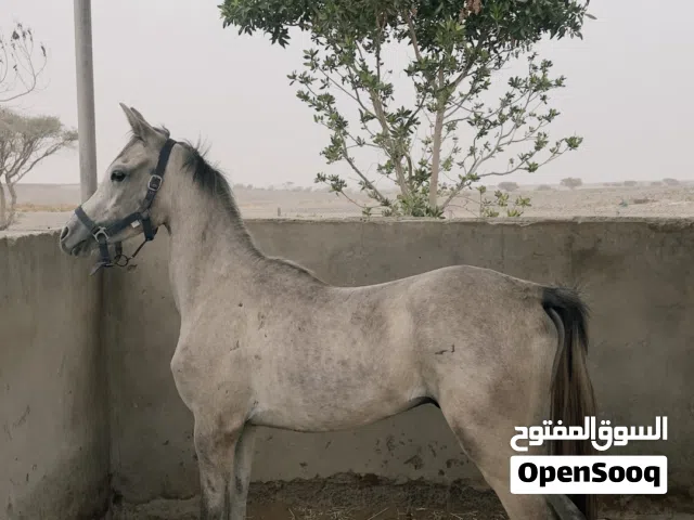 ماهر عمره سنة ونص بصحة وعافية واللياقة ممتازة بدون جواز