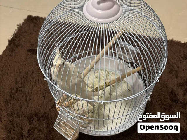 ببغاء كوكتيل