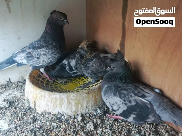 وجبت تور كبار وزغار لبيع زوج
