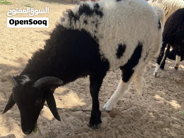 خرفان عمر 8شهور