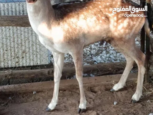 غزال فلودير للبيع