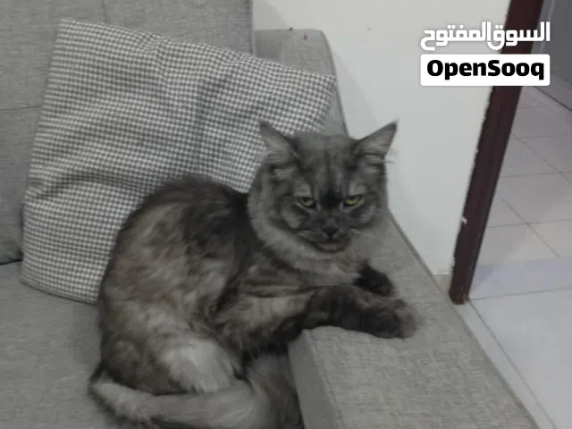 سنور مفقود في الانصب لون رمادي