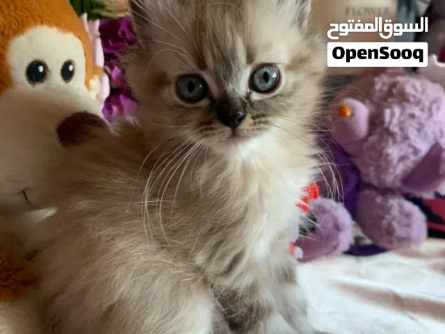 هملايا تشوكلت ذكور واناث العمر شهرين للبيع للجادين فقط