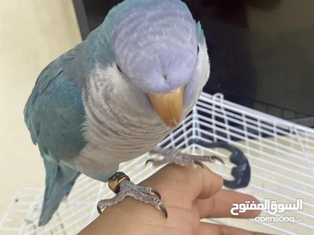 ببغاء كويكر متكلم جامبو مع قفص كاسكو
