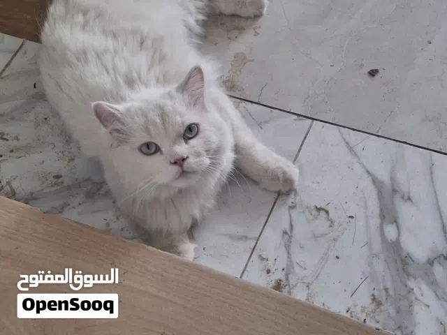 قط شيرازي للتبني مجانا