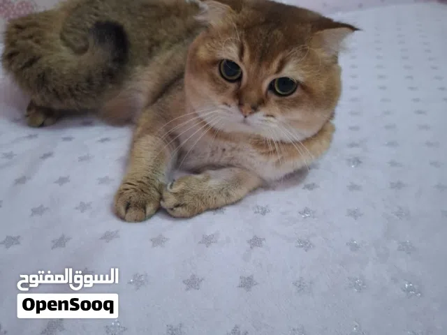 سكوتش فولد