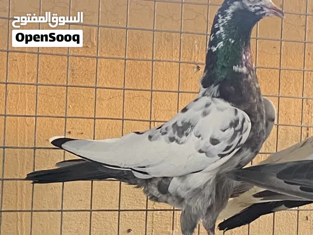 حمام باكستاني