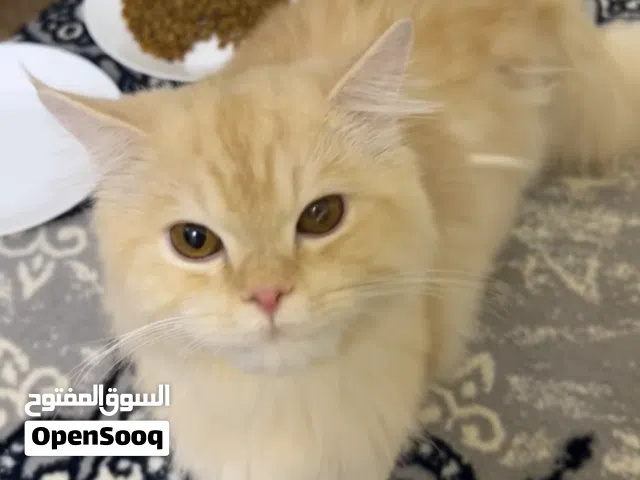 شيرازي ( ذكر ) 11 شهر