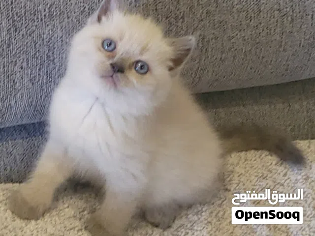 british blue point cat