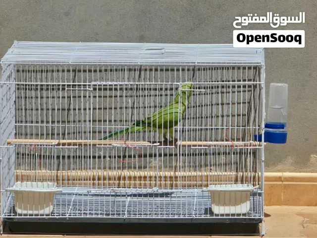 ببغاء ذره هندي للبيع  شوف الوصف