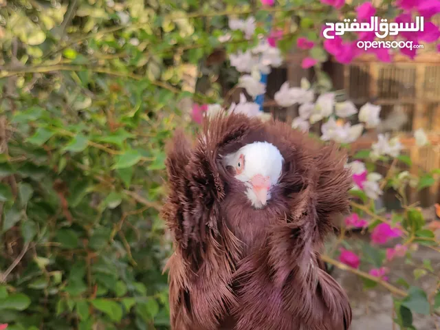 Jacobin pigeons breeding pair