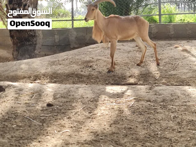 لهواة الحيوانات النادره فرصه للبيع