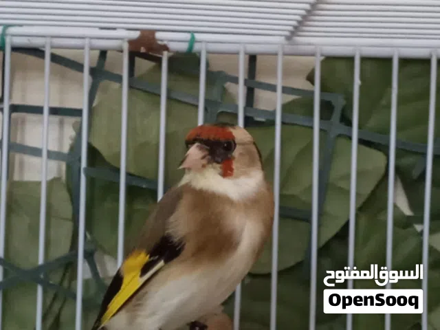 جوز حسون  بارفا فحل فرخ عش كلسك وطيره بناشي حجل جمعية