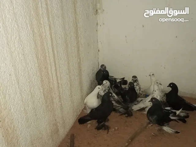 زوز كوبيات هزاز وانثى فرادي و 6شقلاب