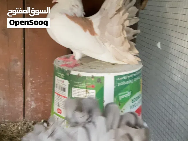 حمام زينة شمسي للبيع