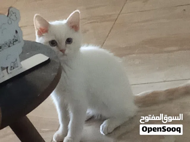 قط ذكر لونه ابيض مع مشحات لون اشقر عمره شهرين واسبوع خالي من الامراض والفطريات