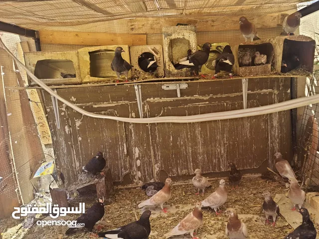 بيع حمام بلدي