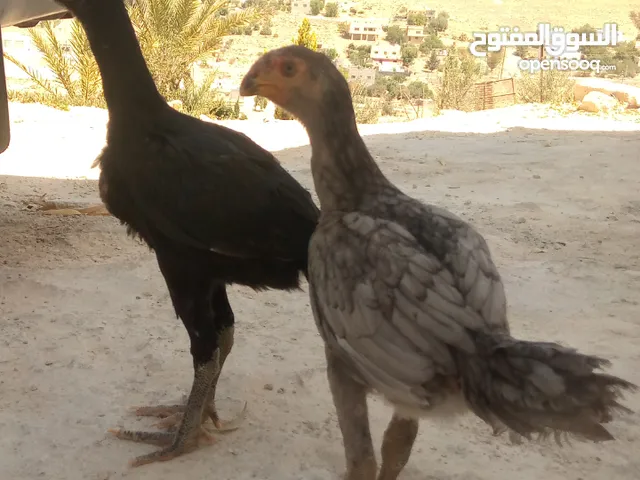 فرخه وديك الماني