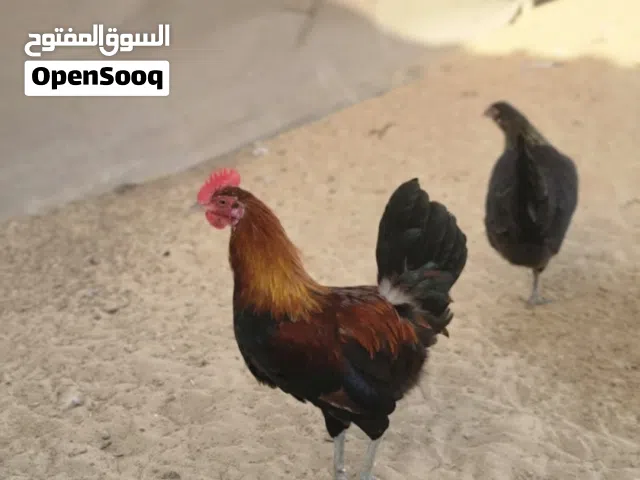 للبيع دياك ودياي عربي على فرنسي سعر منافس