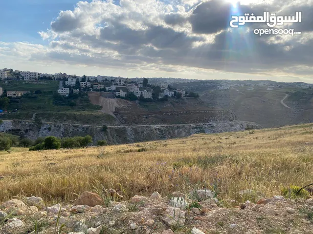 السلط السرو