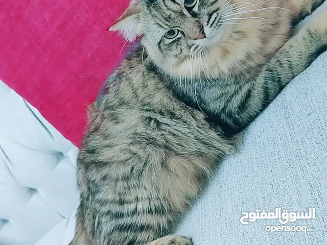قط للبيع (شيرازي-Persian) (السلالة Feline)