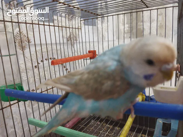 للبيع بيريش
