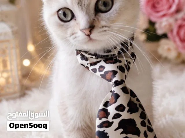 قطط مميزه من سلالات عالية