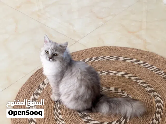 قطه مع أطفالها ذكر وأنثى