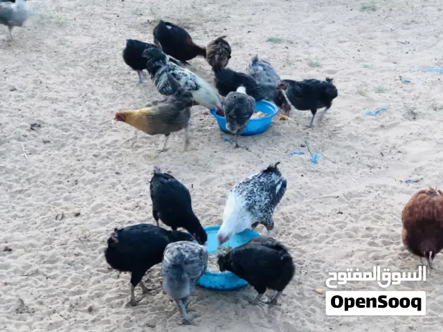 دجاج عربي للبيع