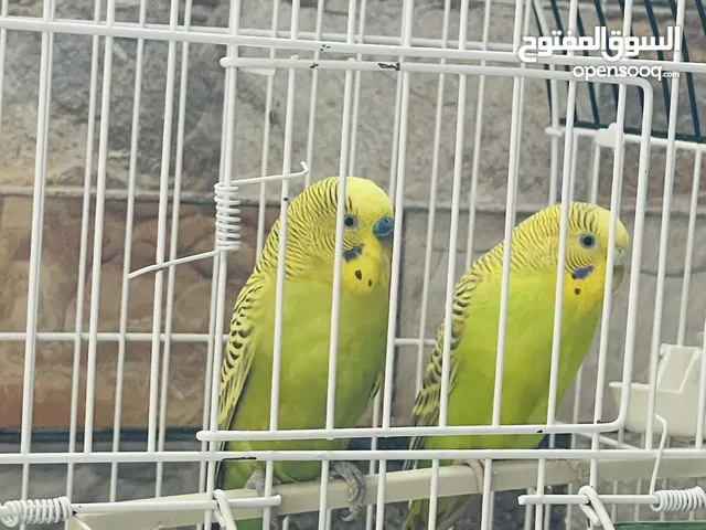 طيور حب زينه مستوى جيد جدا نضيفات مال بيت نثيه وفحل مزاويج تغريد فول