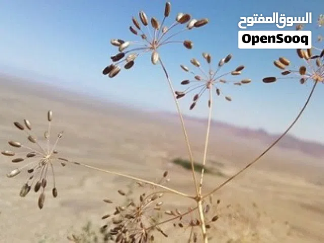 كمون أسود جبلي إيراني طبيعي – كمية محدودة (50 كغ)