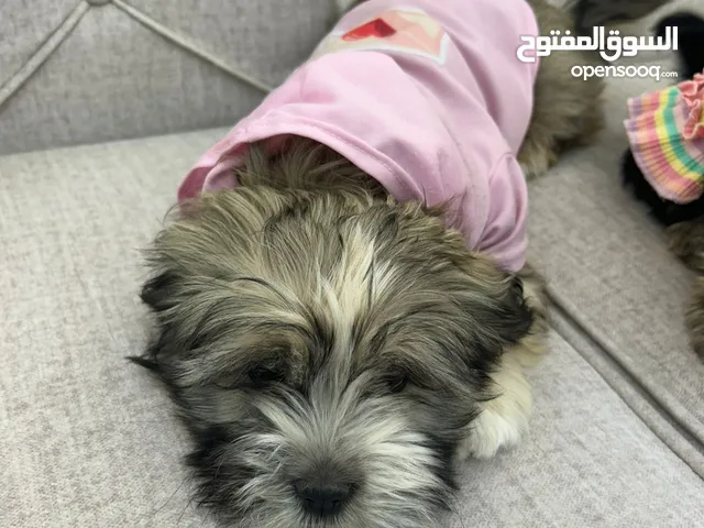 للبيع بسعر مغري