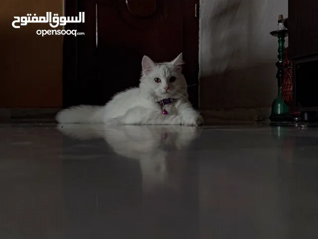 قطه شيرازي للتبني 9 اشهر عمرها