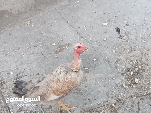 دجاجة ام ركيبه  و دجاجة عرب  وثنينهن بياضات