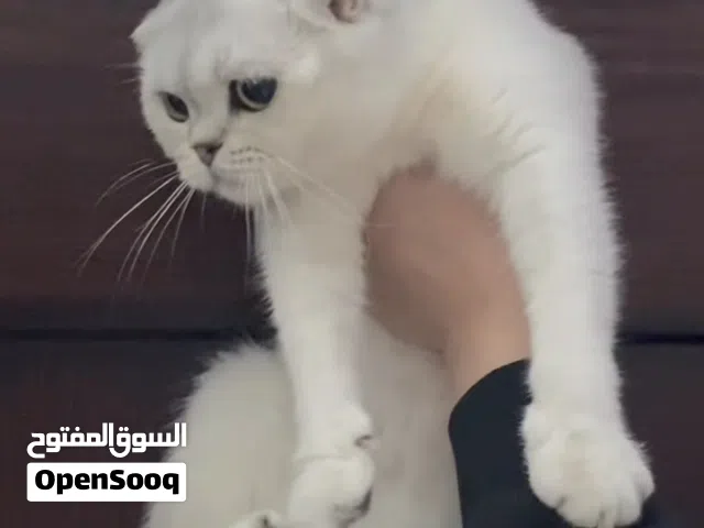 أنثى منتجه سكوتش دبل فولد سلفر شيدد
