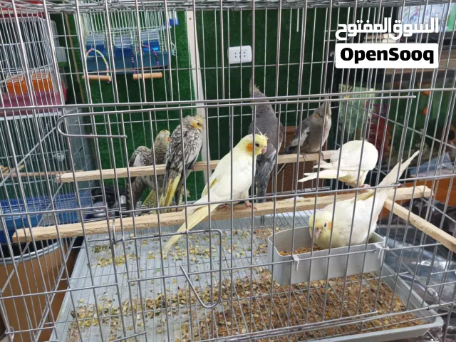 فراخ كوكتيل عمر 3 اشهر