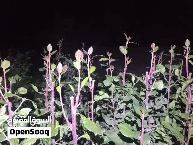 حاصل قطيف  جاهز