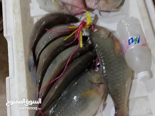اسماك طازجة ومبردة نورد للمطاعم والاسترحات والافراد