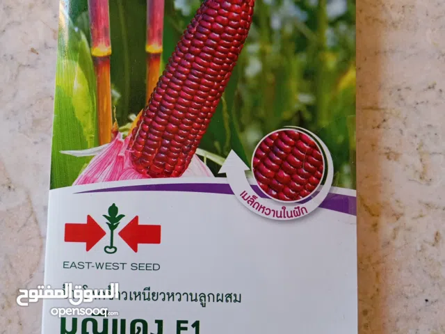 ذرة ارجوانية تايلاندية F1