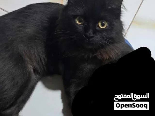 قط مفقود في المعقل