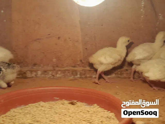 انتاج ديك رومي