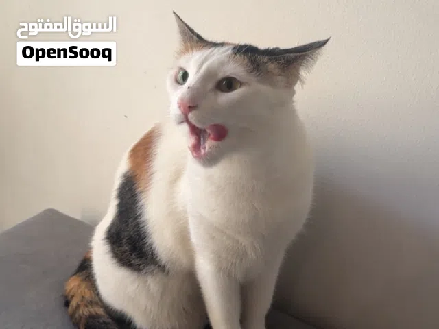 قطة للتبني جميلة وهادئة Mixed breed cat for adoption