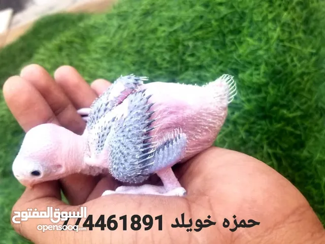 عرض لايتكرر ، 2 فروخ دره هندي عمر 30 يوم ،، النوع المتكلم .
