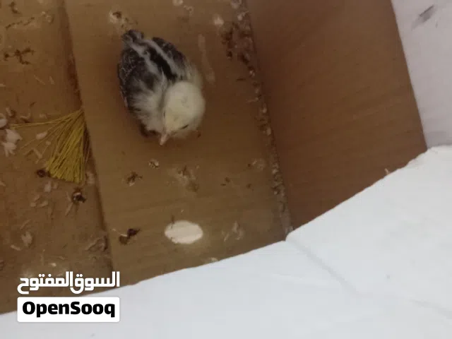 فرح فيومي عمر 15 يوم ملقح وكامل شتنطي بيه أخذه