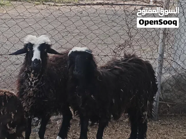للبيع جعد نجديات