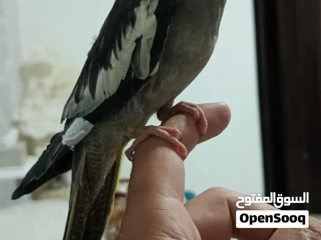 كوكتيل أليف لون مميز