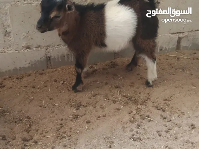 للبيع تيس شيكي