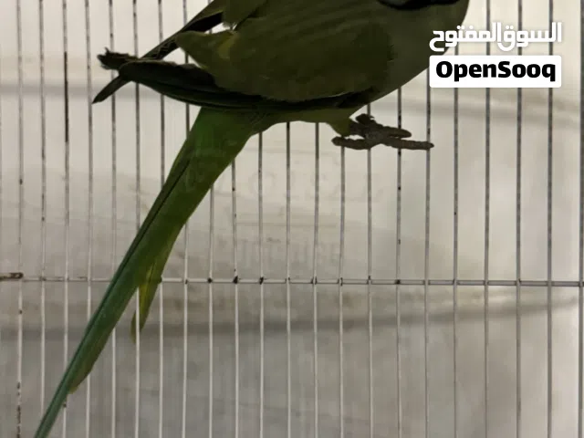 درة ذكر العمر ثلاث سنوات