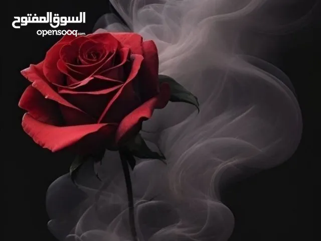 معاذ البيك