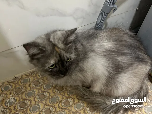 قط شيرازي العمر 1سنه ونص